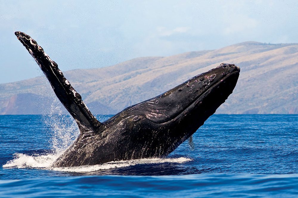 Megattera che emerge dall'oceano a Maui