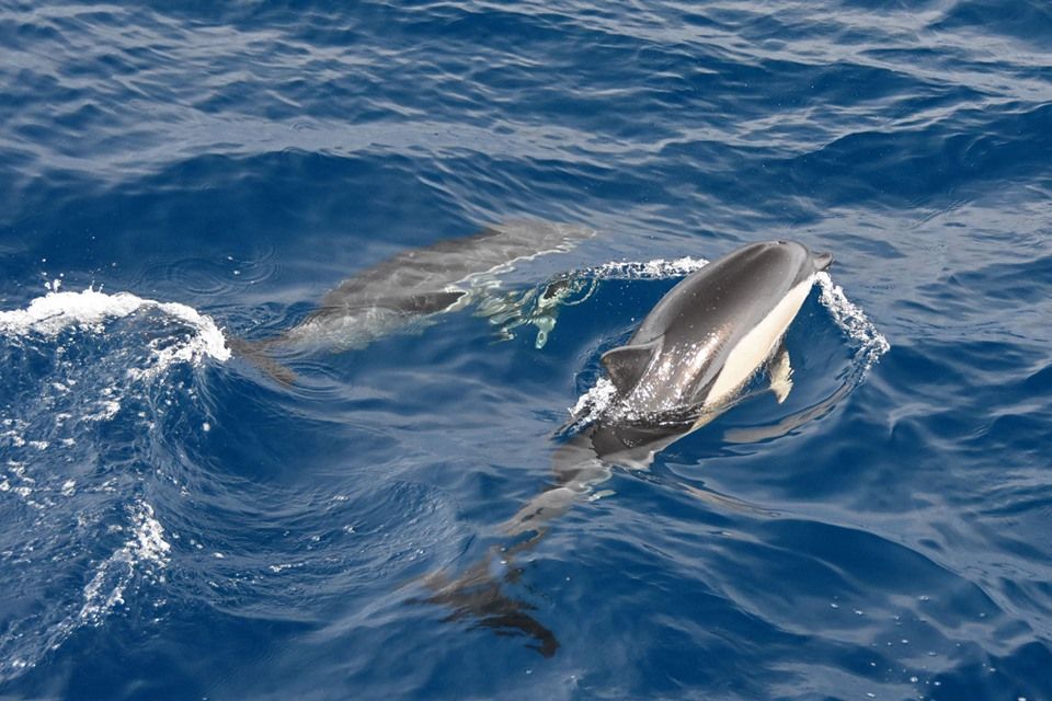 delfinoAzzorre